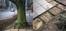 Warszawa chce stworzyć chodniki przyjazne dla drzew